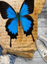 Schmetterling Print Rundhals Kurz Ärmeln T-Shirt
